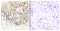 TCTP Antibody